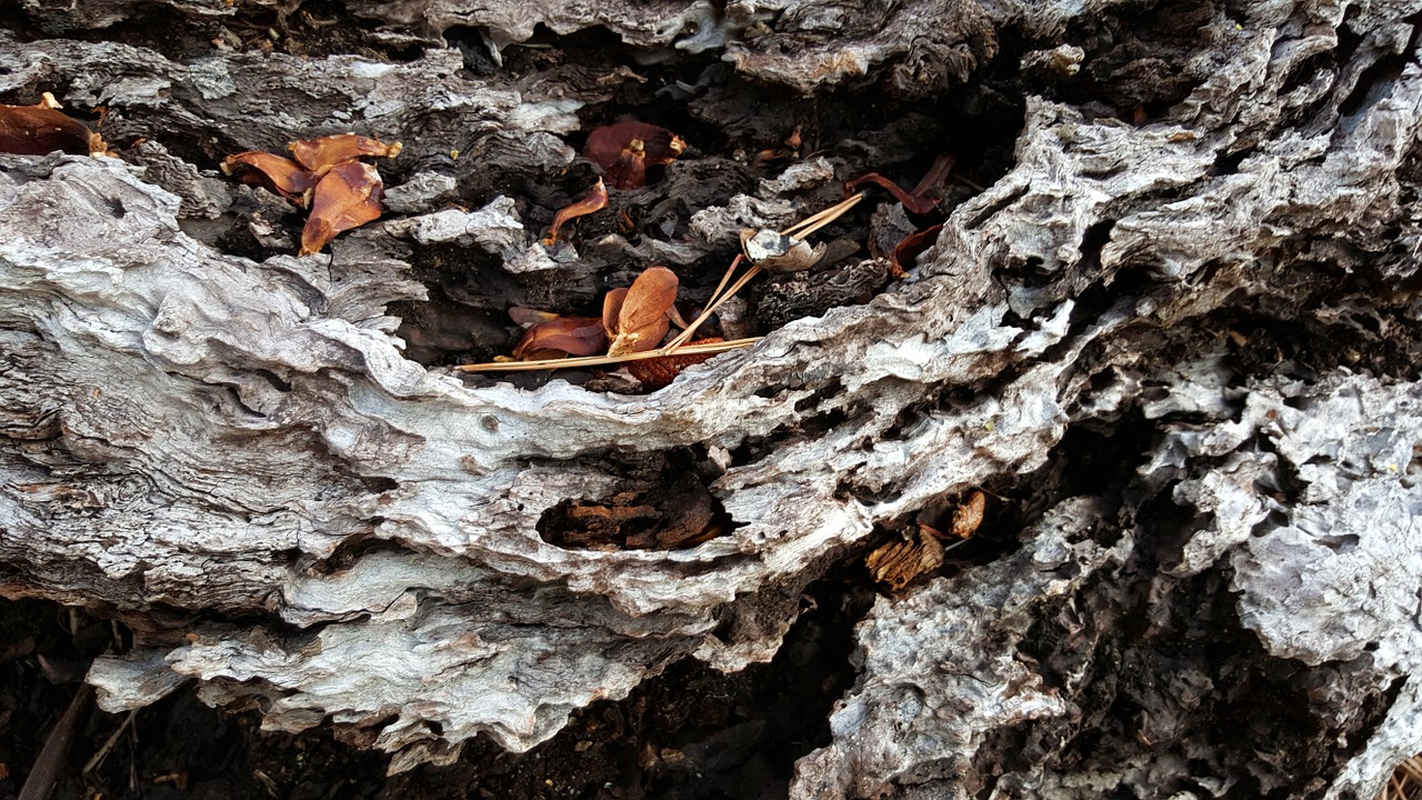 wood bark tree free photo