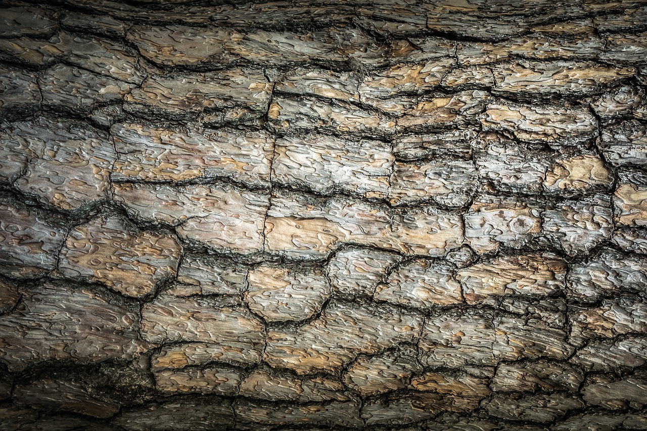wood texture bark free photo