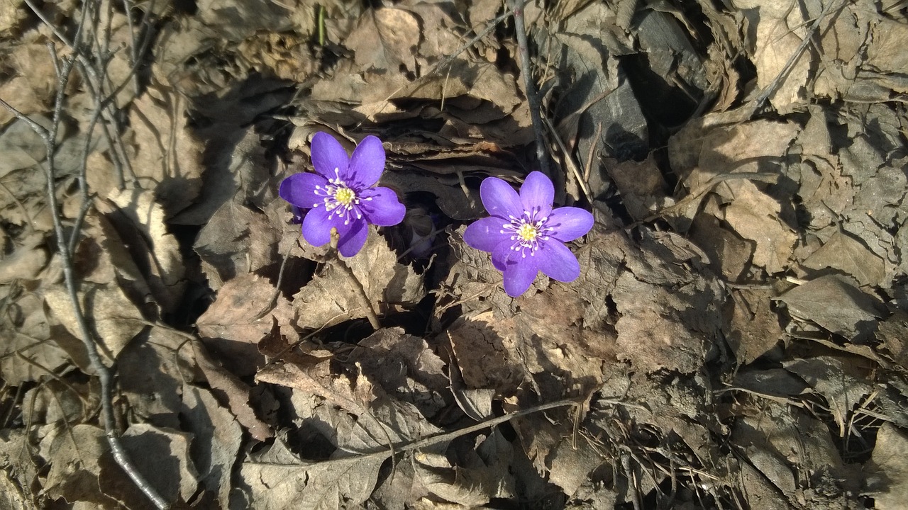 tree wood anemone spring free photo