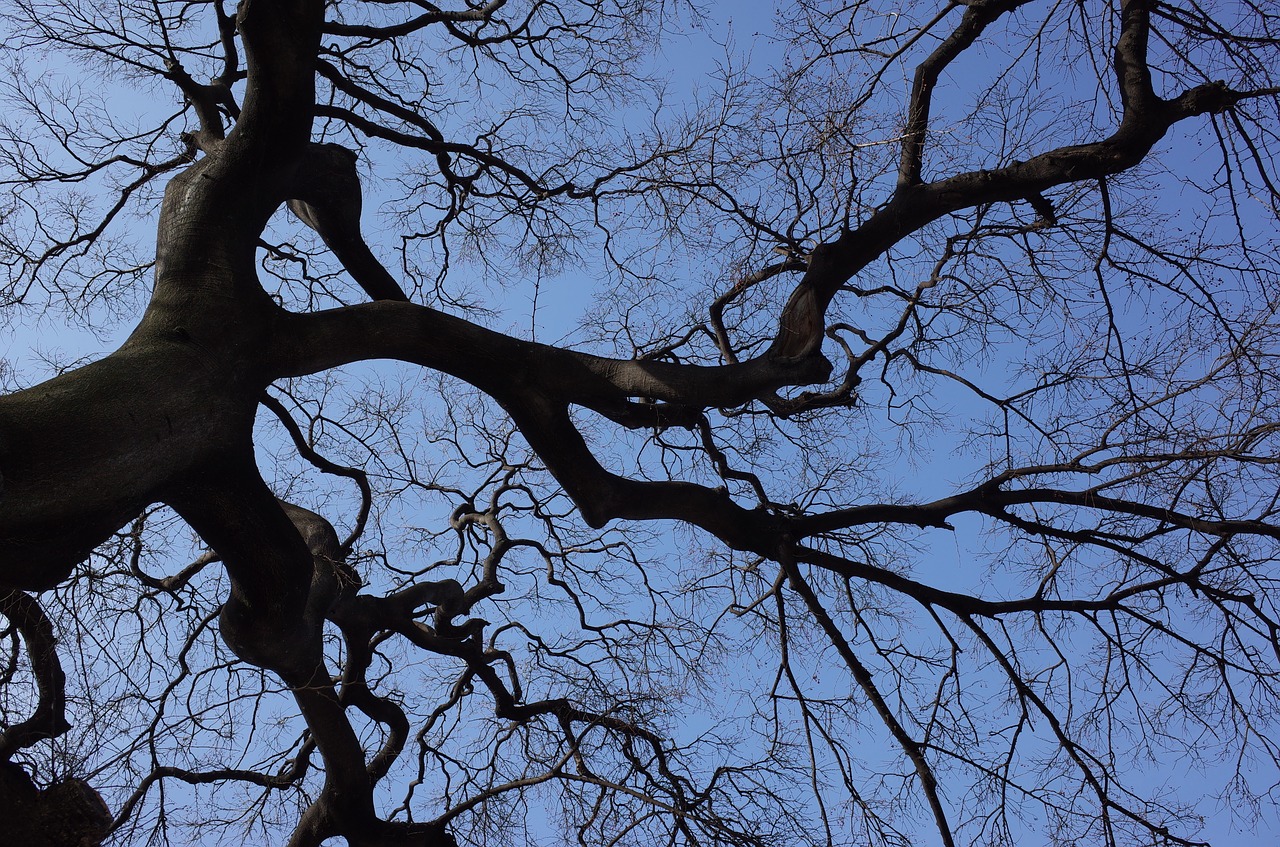 wood sky backlight free photo