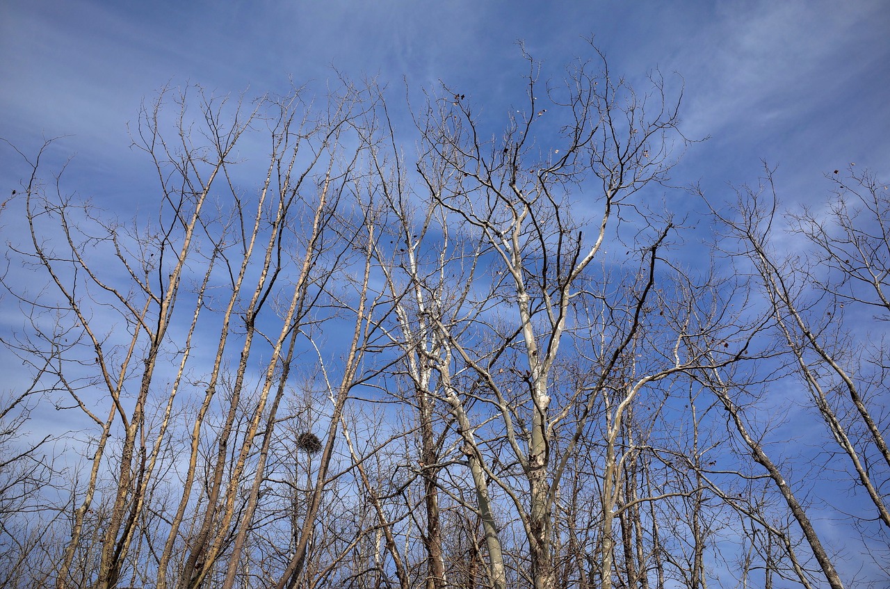 wood forest winter free photo