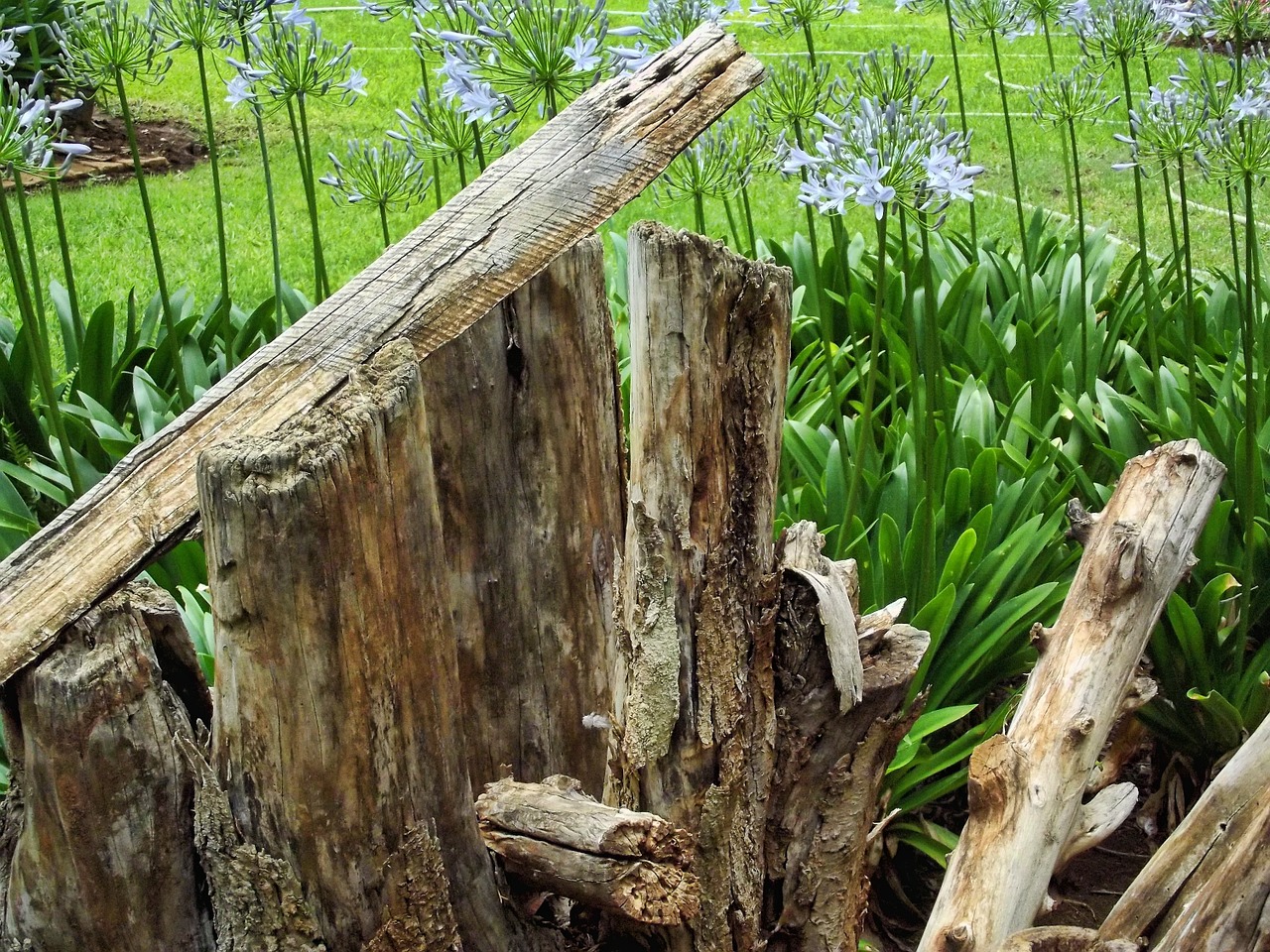 wood garden nature green free photo