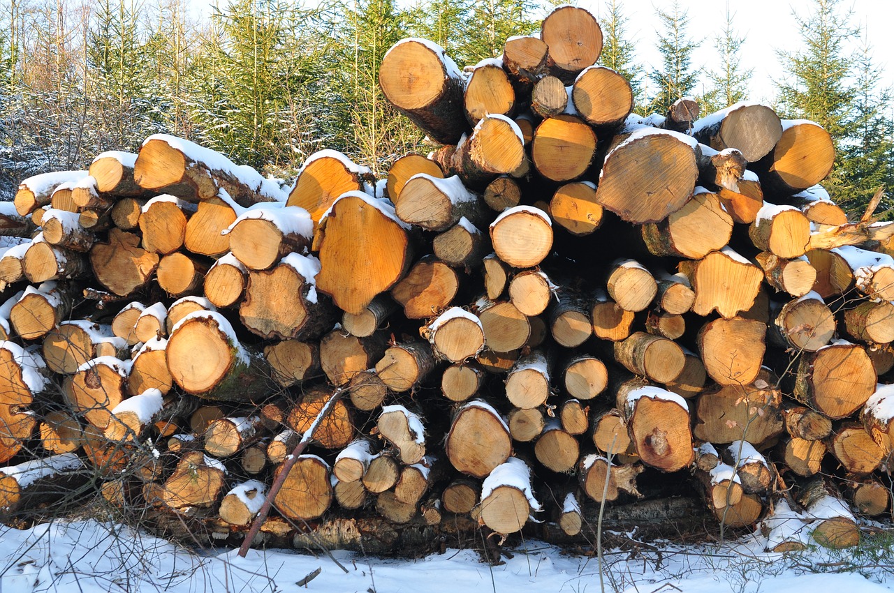 wood tree piles free photo
