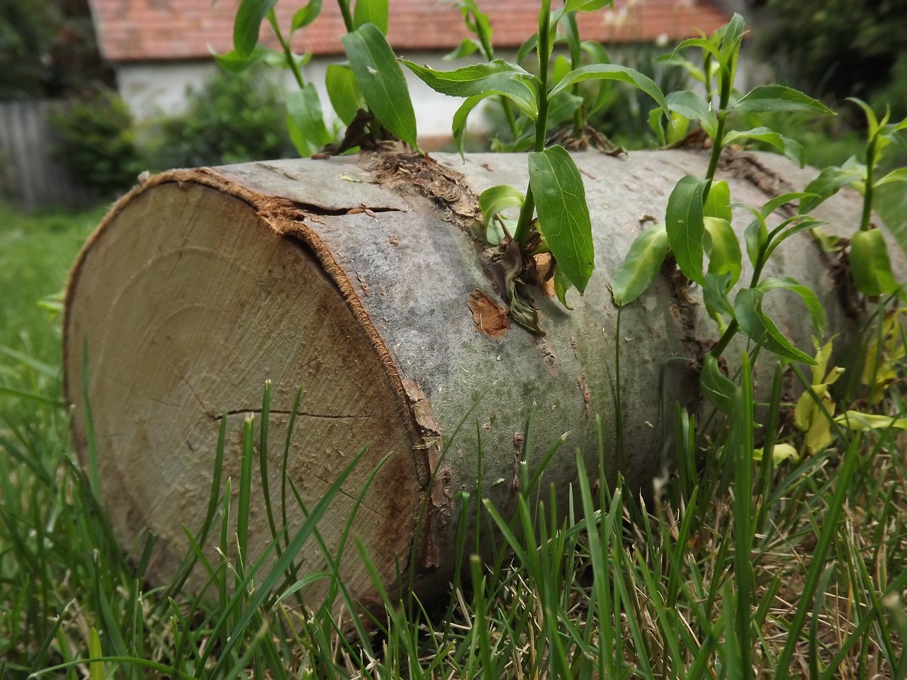 wood old wood natural free photo