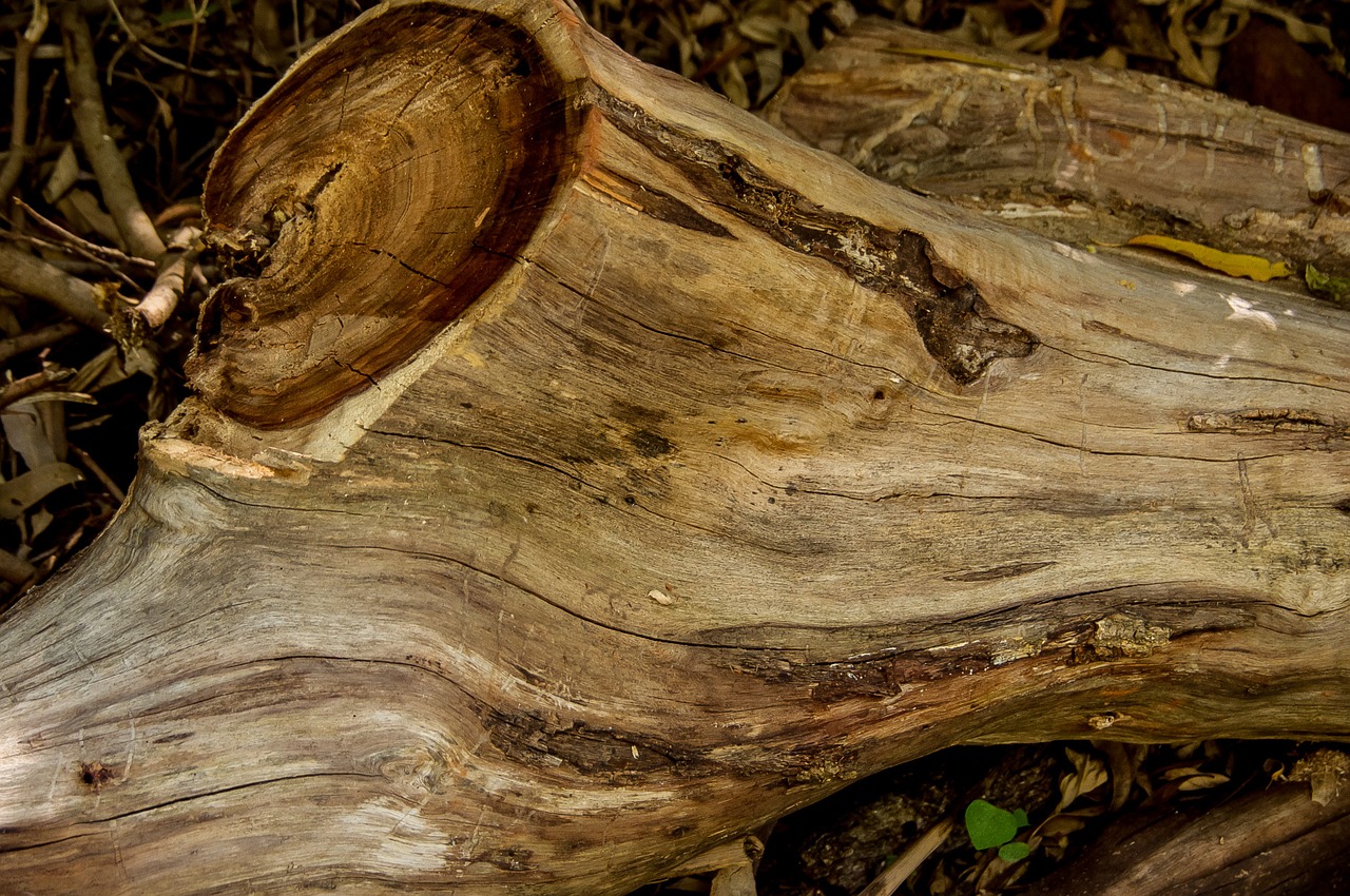 wood tree trunk free photo