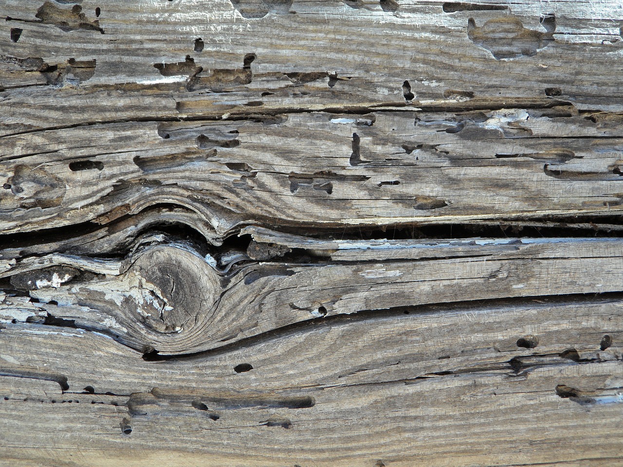 wood wood texture feeding free photo