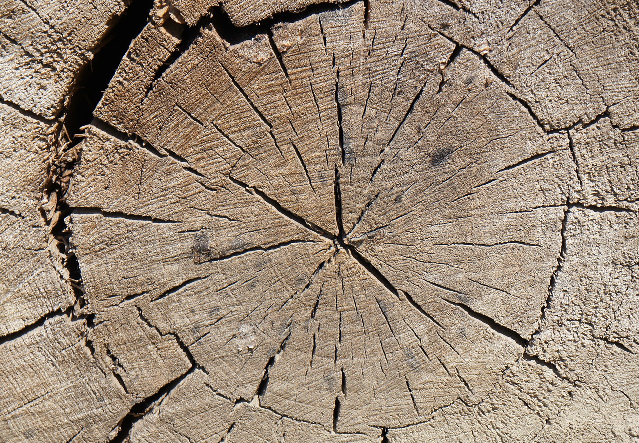 wood old cross section free photo