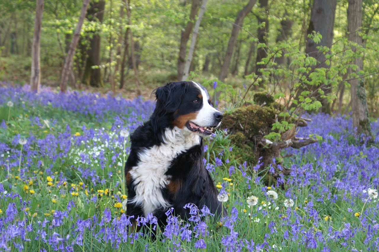 wood spring forest free photo