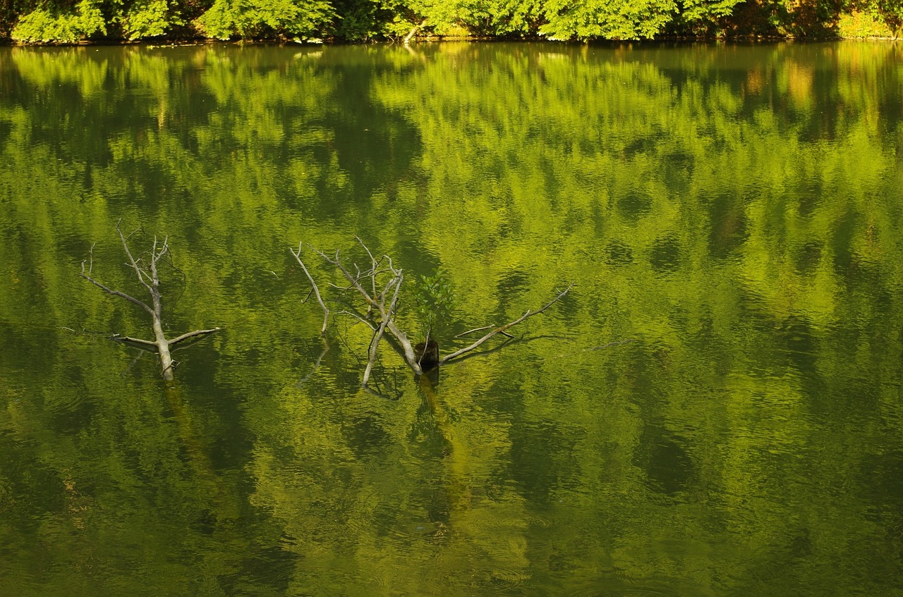 wood water lake free photo