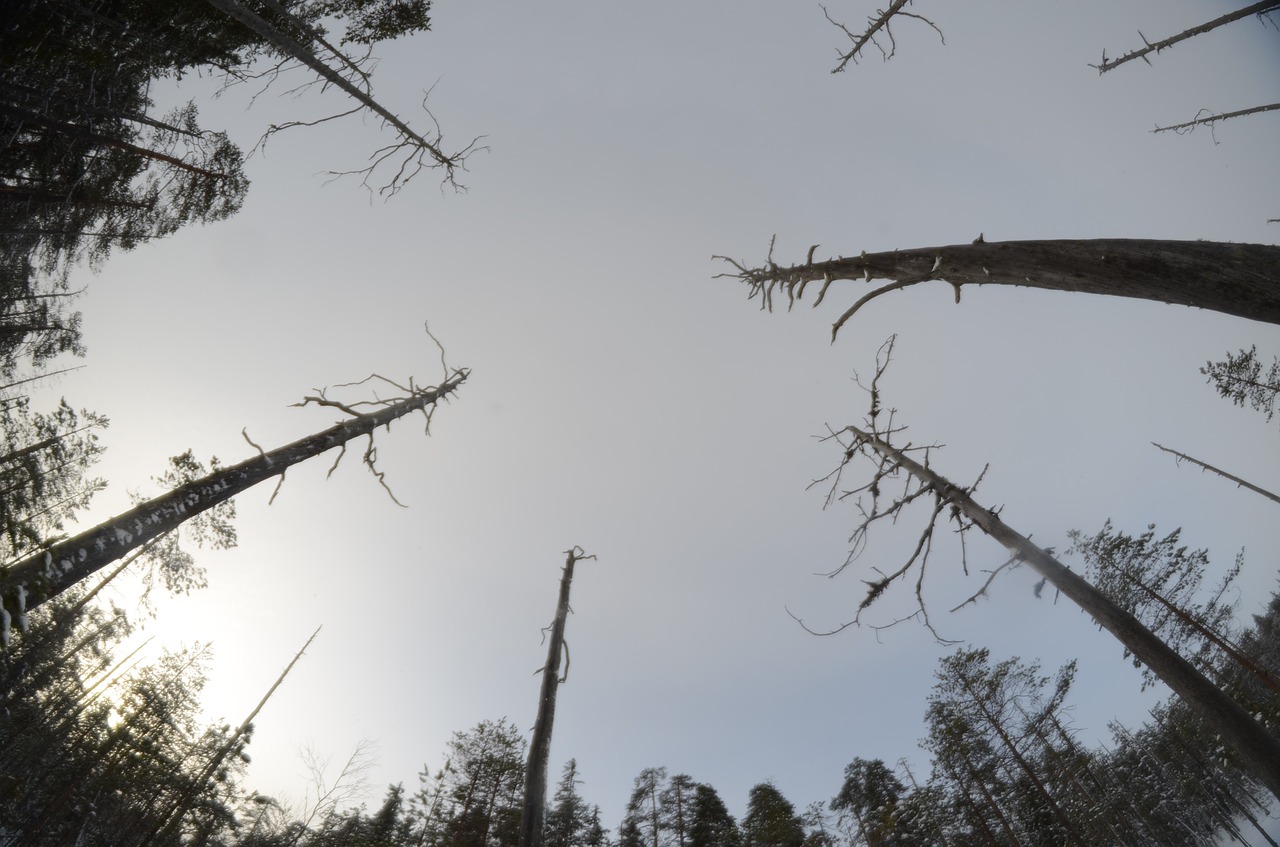 wood dead sky free photo