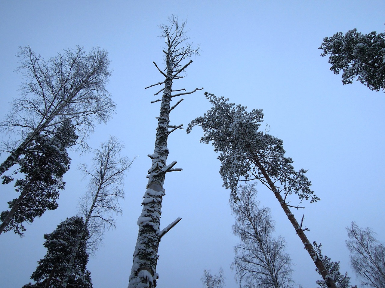 wood sky blue free photo