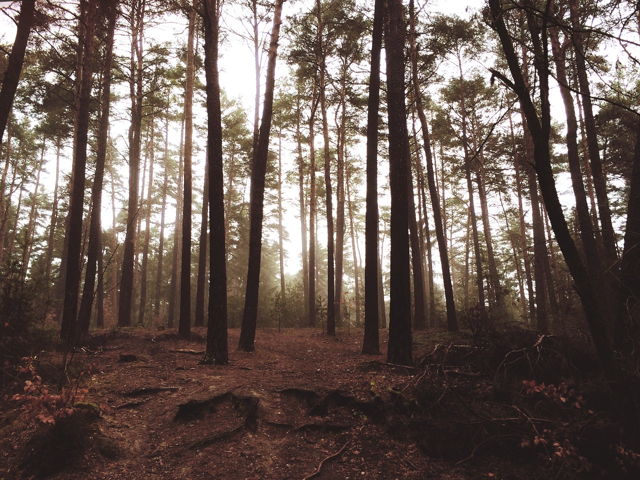 wood forest trees free photo