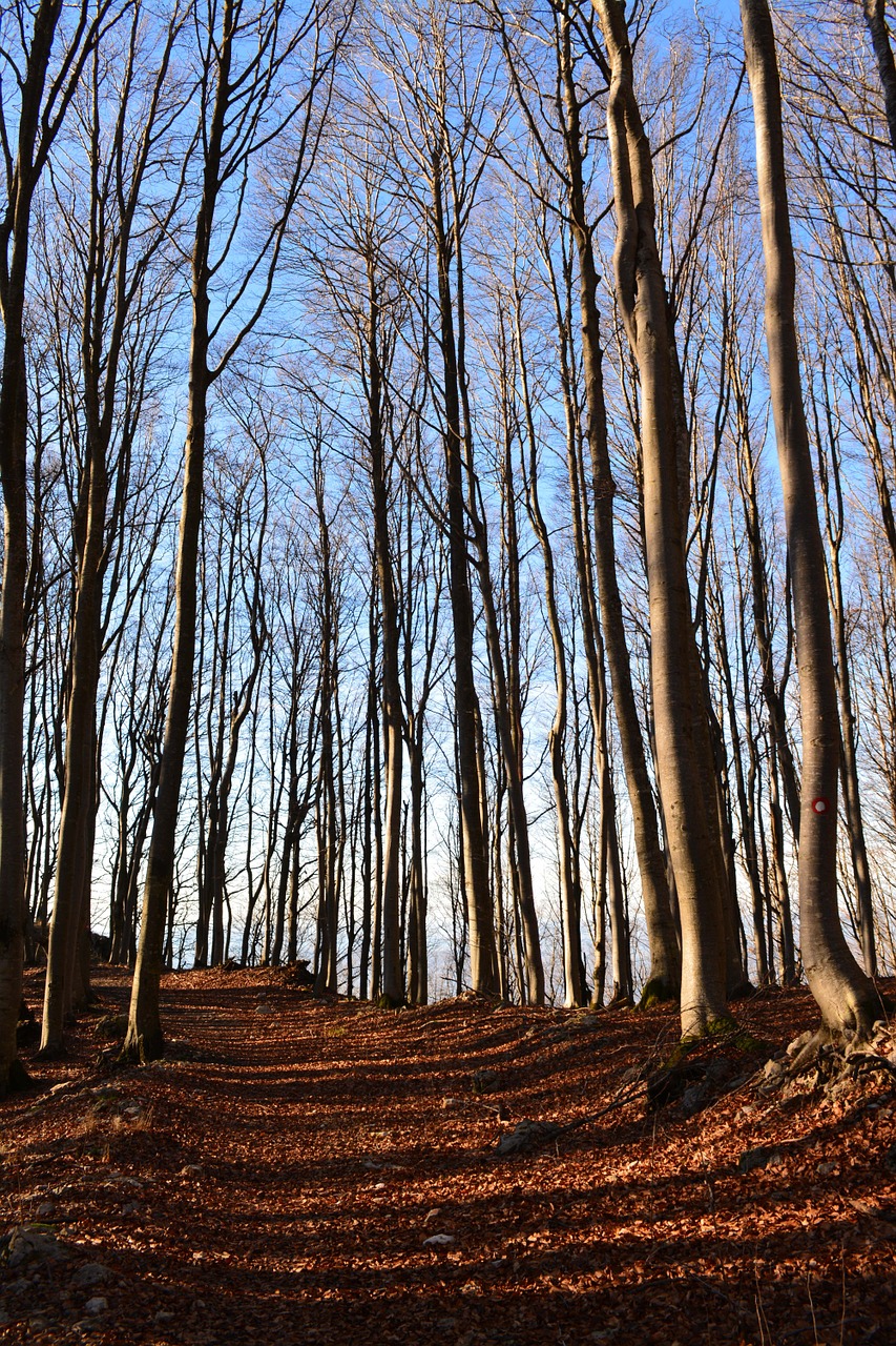 wood trees forest free photo