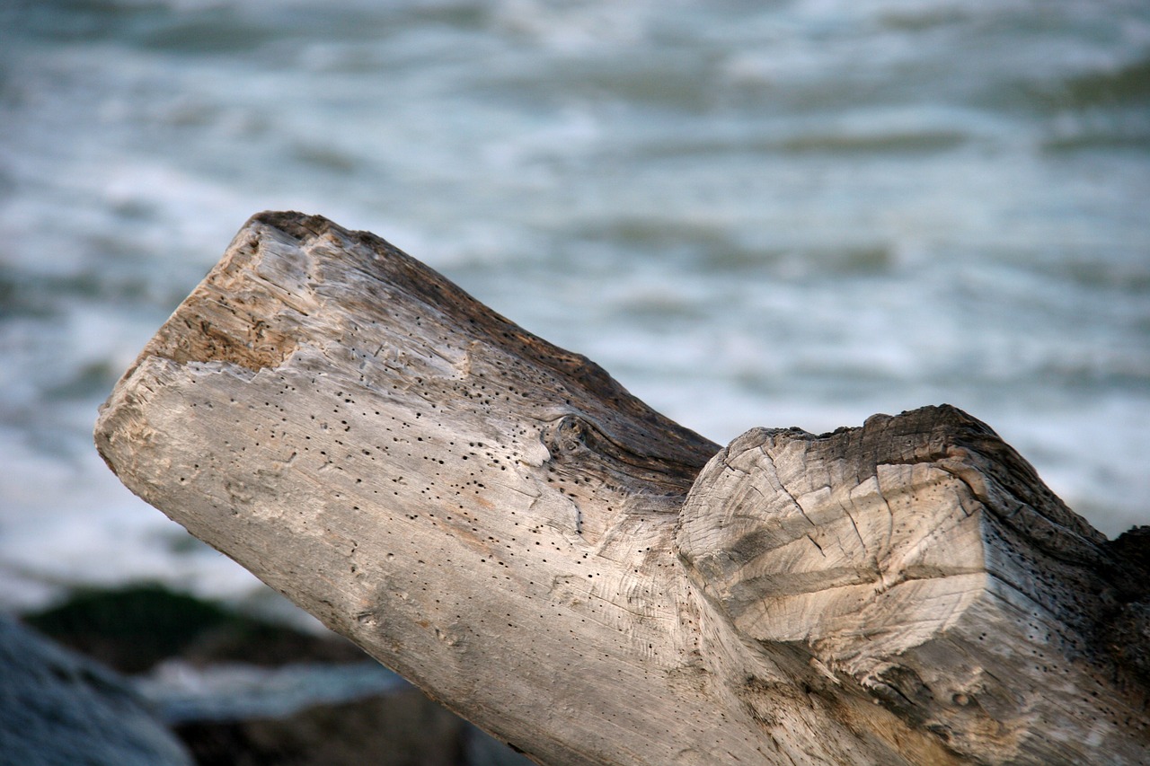 wood sea wooden log free photo