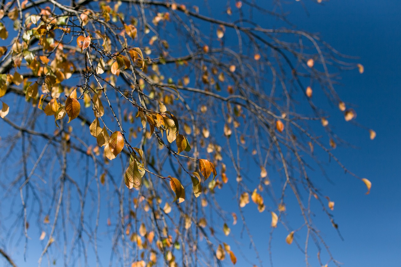 wood autumn blue free photo