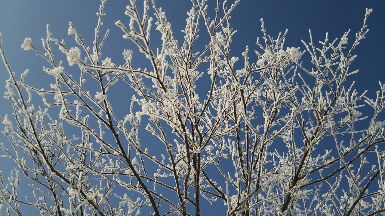 wood snow snow scene free photo