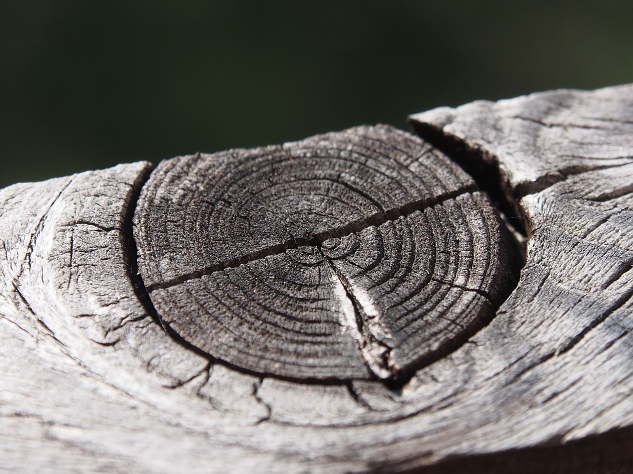 wood grain structure free photo