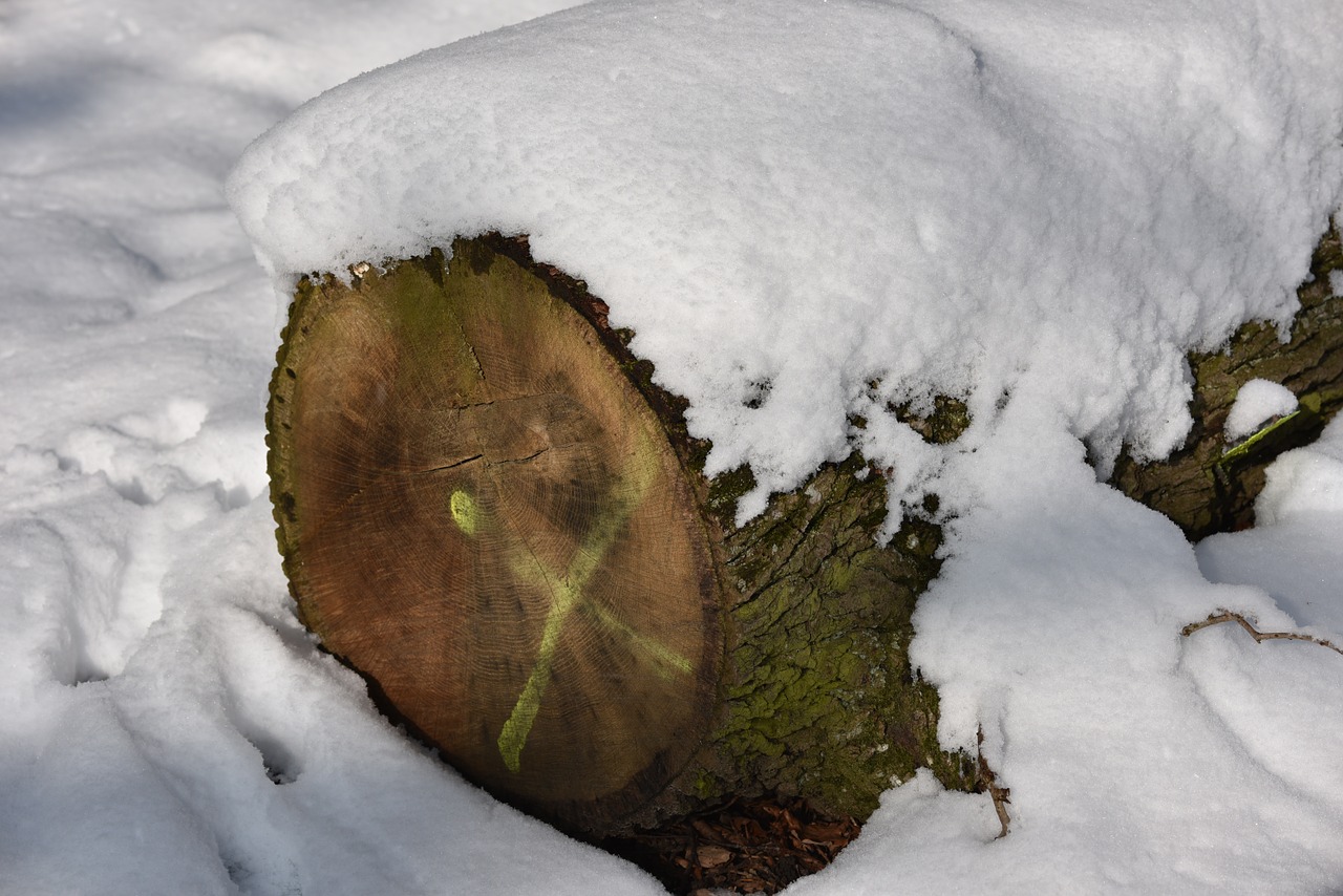 wood tribe annual rings free photo