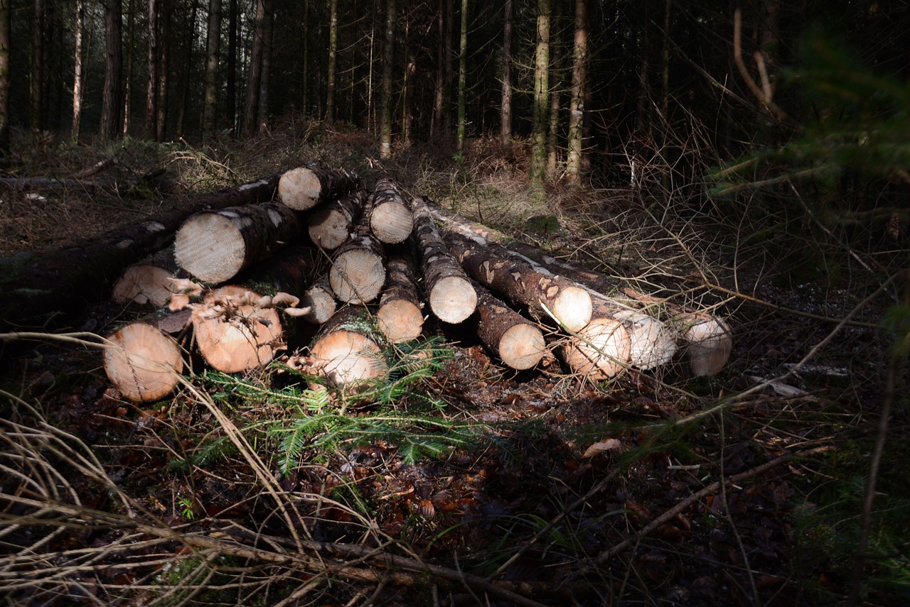 wood forest log free photo