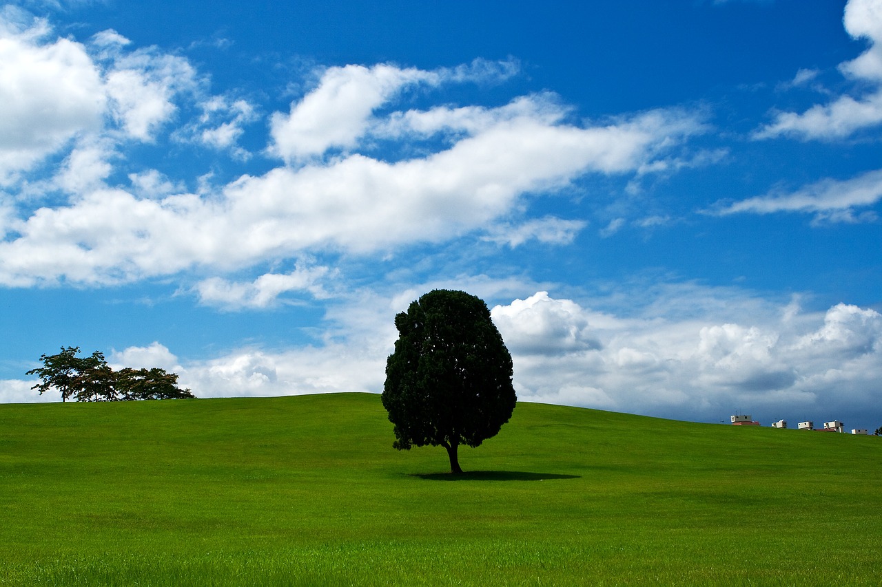 wood meadow wild free photo