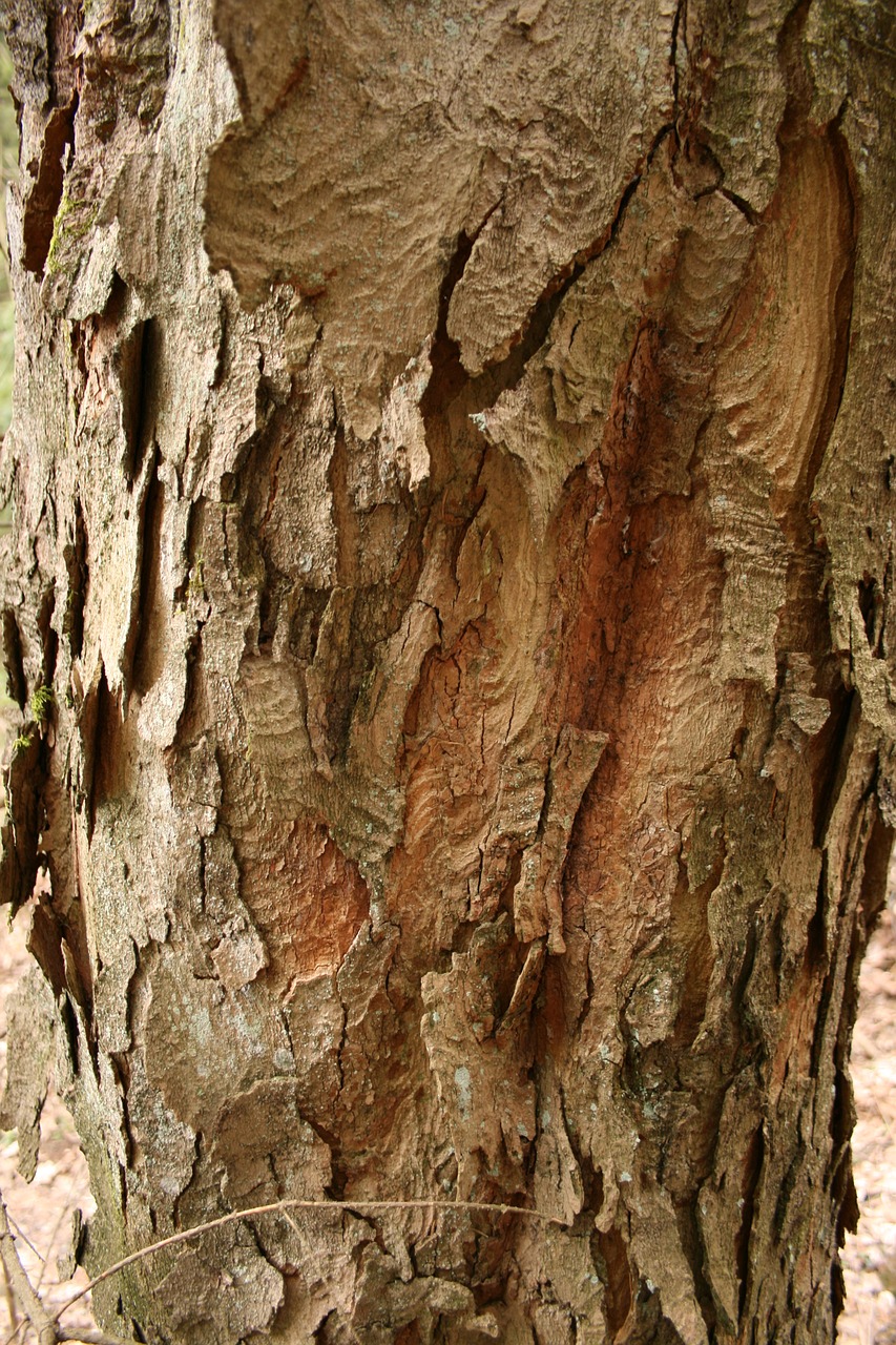 wood purple green free photo