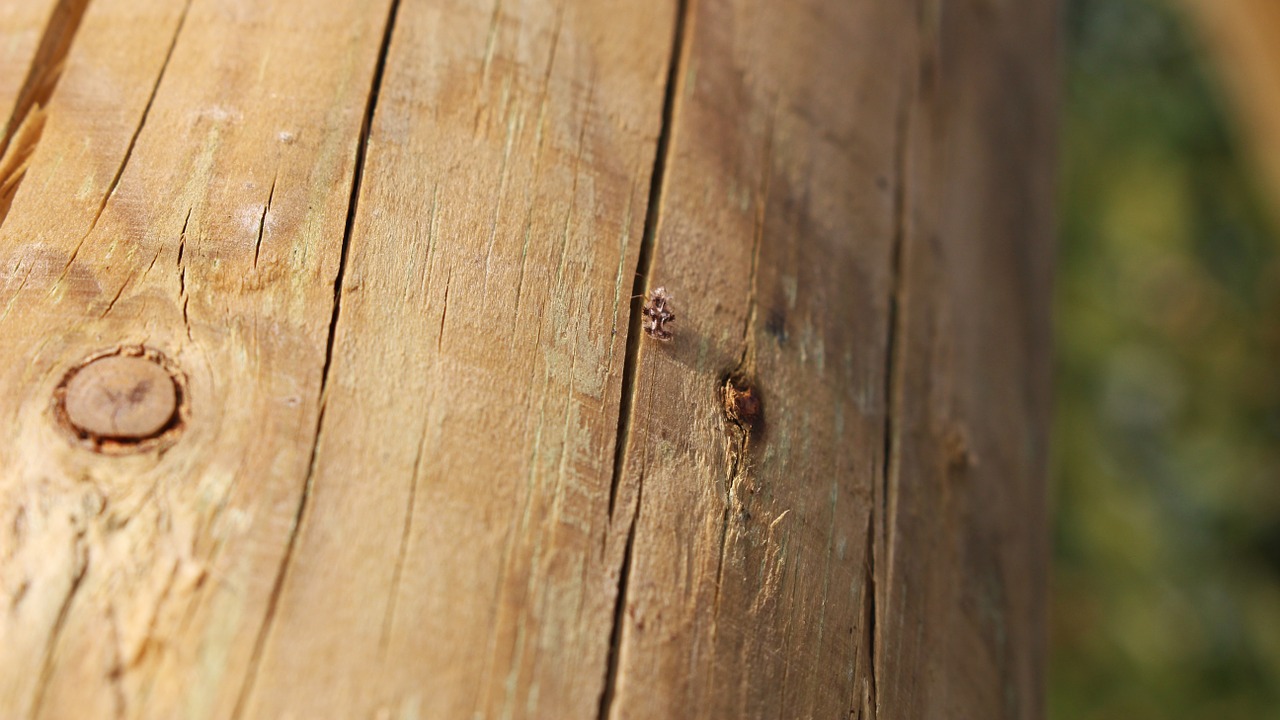 wood cracked wood wooden bug free photo