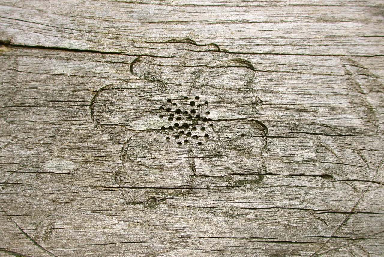 wood texture close up free photo
