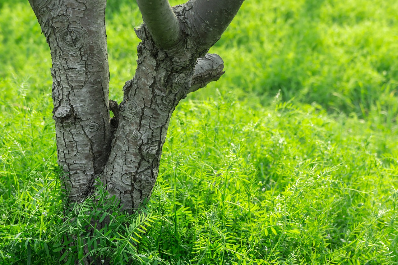 wood grass field free photo