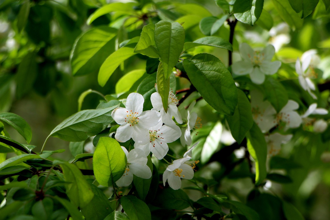 wood flowers spring free photo