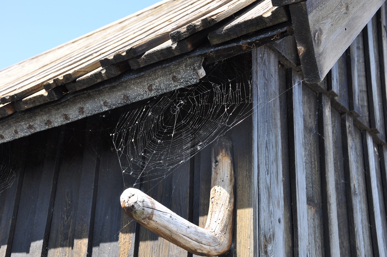 wood shed spider free photo