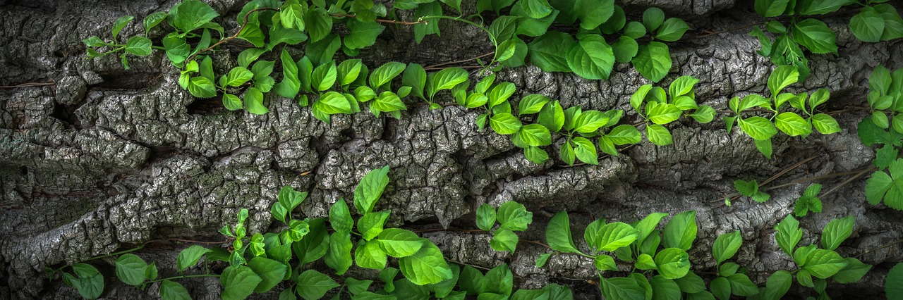 wood texture bark free photo