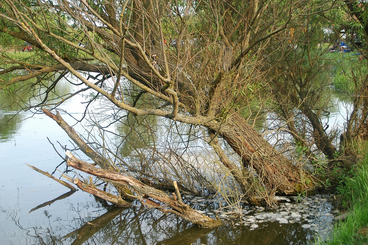 wood water green lake free photo