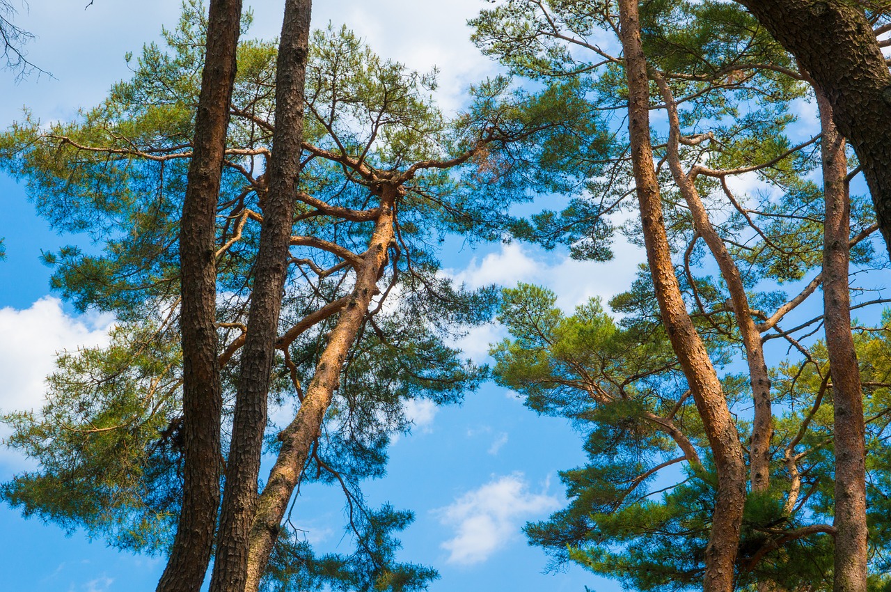 wood sky pine free photo