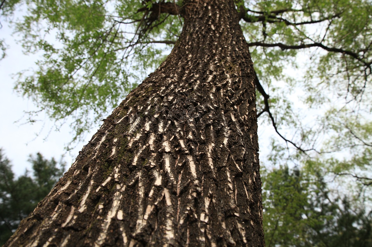 wood forest park free photo