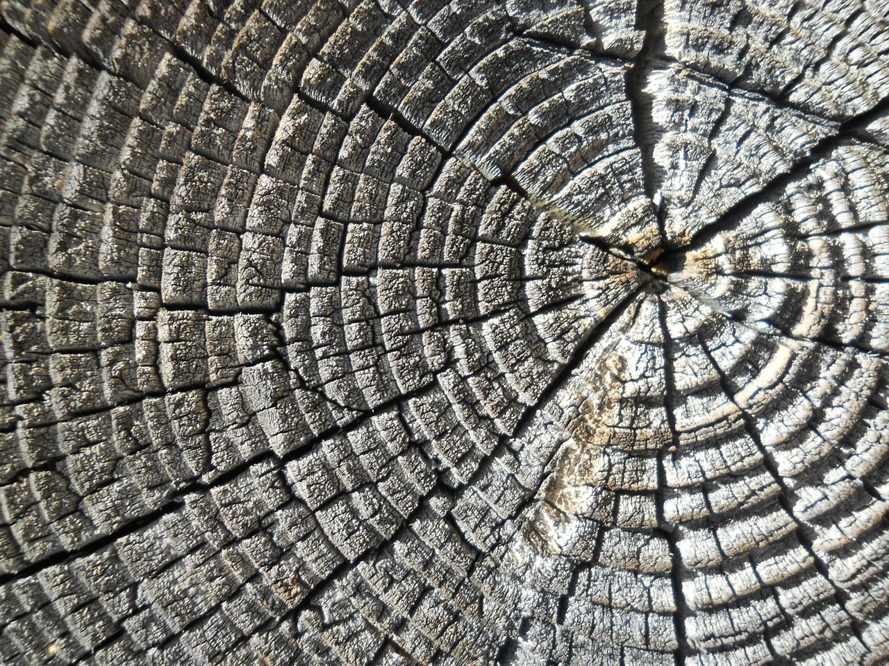 wood log rings free photo