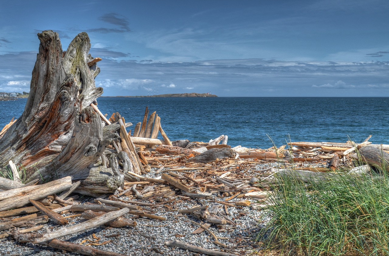 wood sea landscape free photo