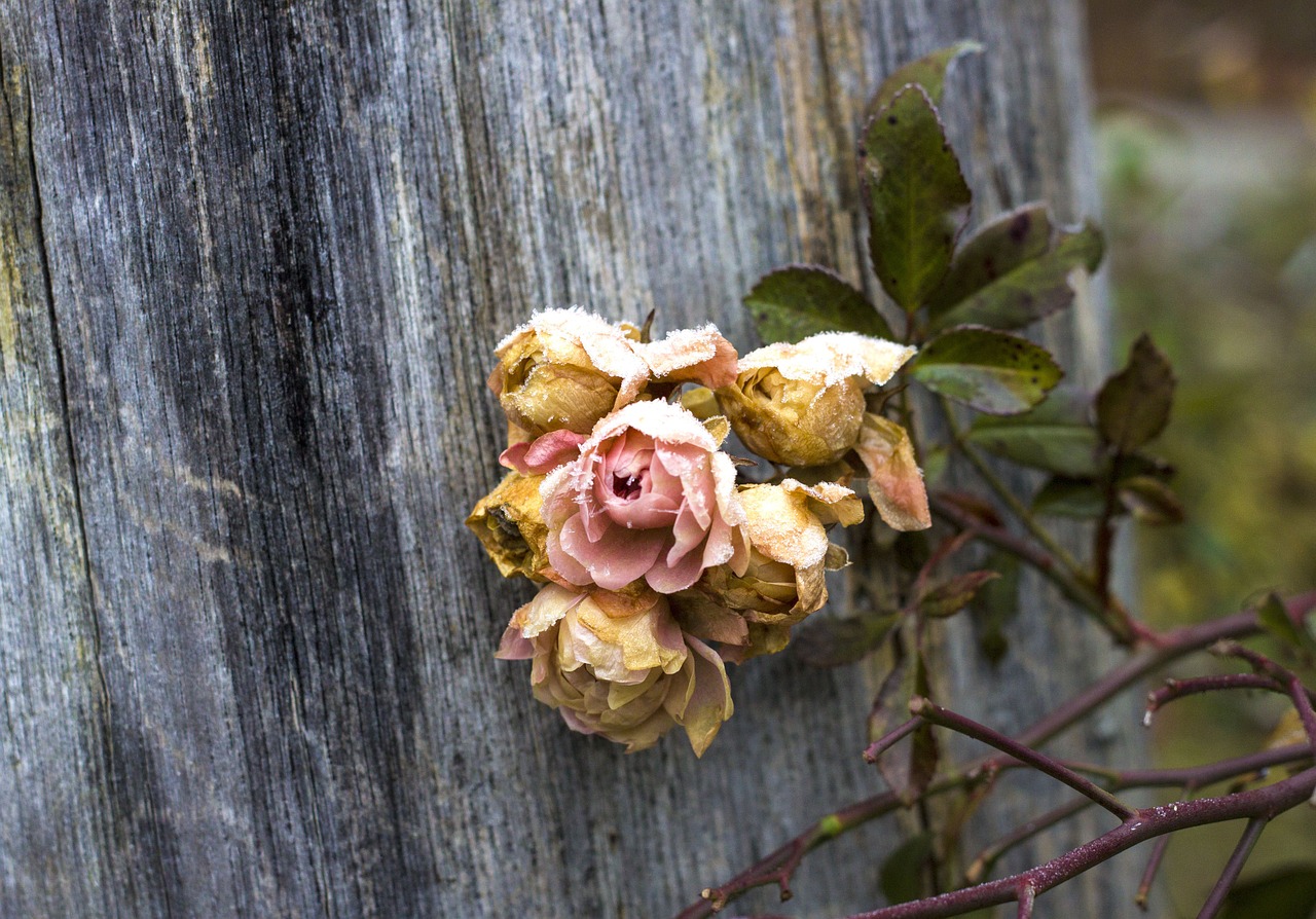 wood transient rose free photo