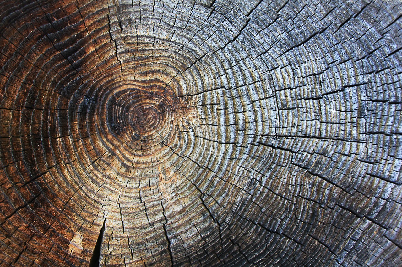 wood texture annual rings free photo