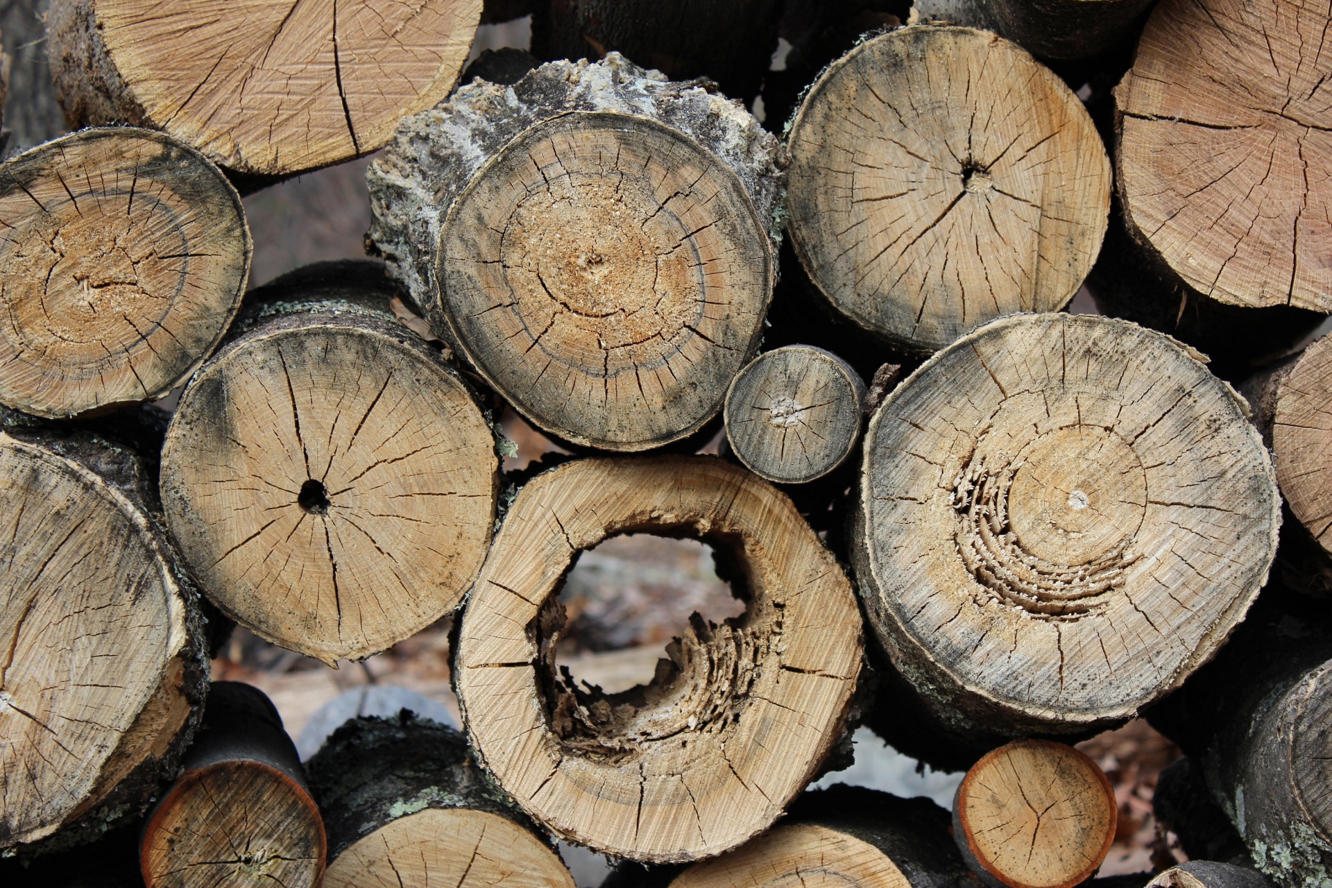 logs wood timber free photo