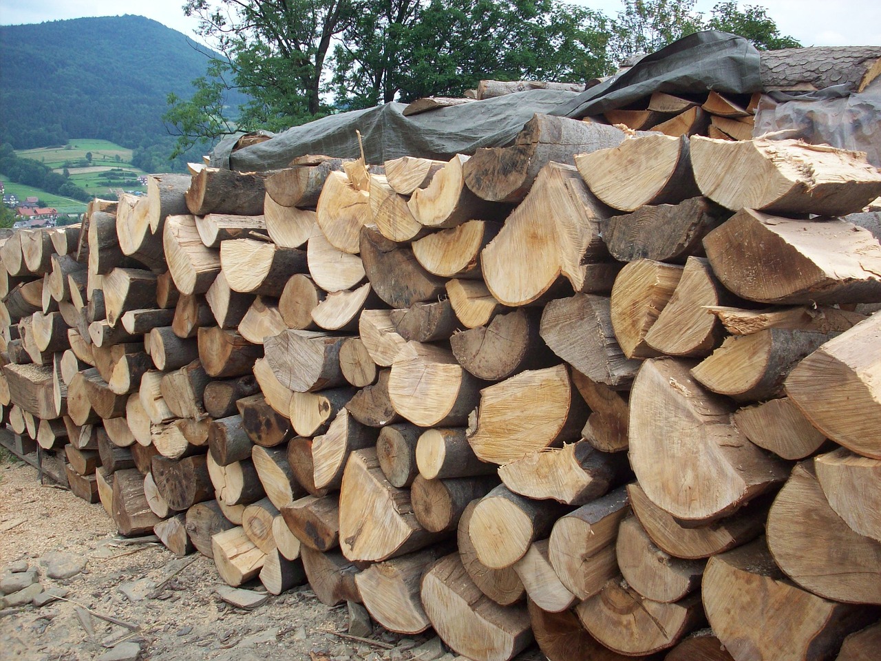 wood logs sawmill free photo