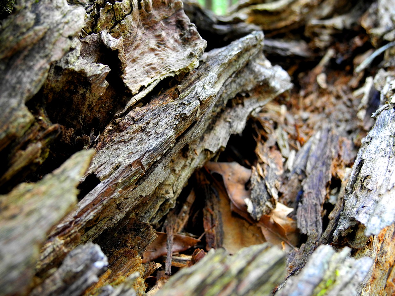 wood old dead free photo