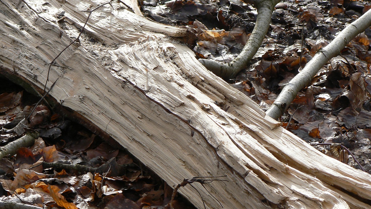 wood death forest free photo