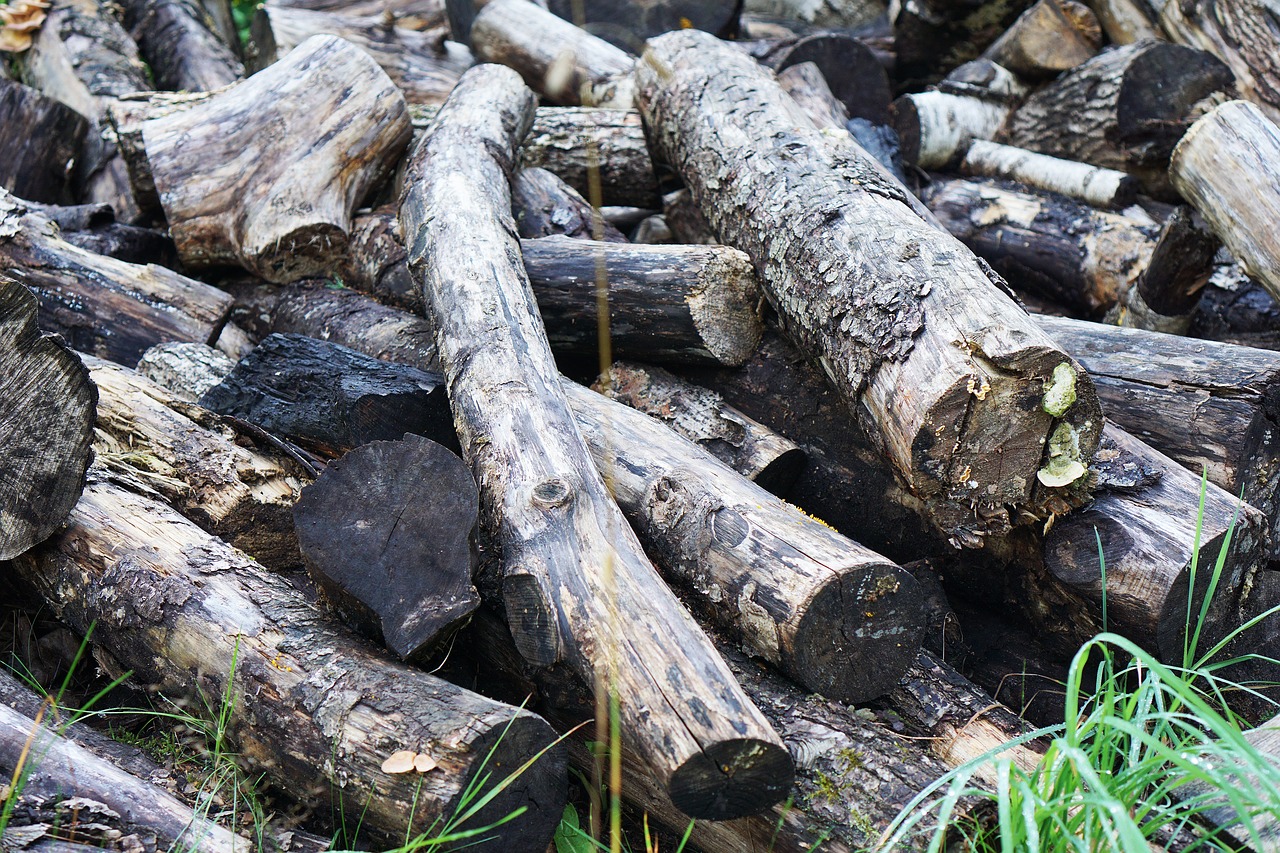 wood logs branches free photo