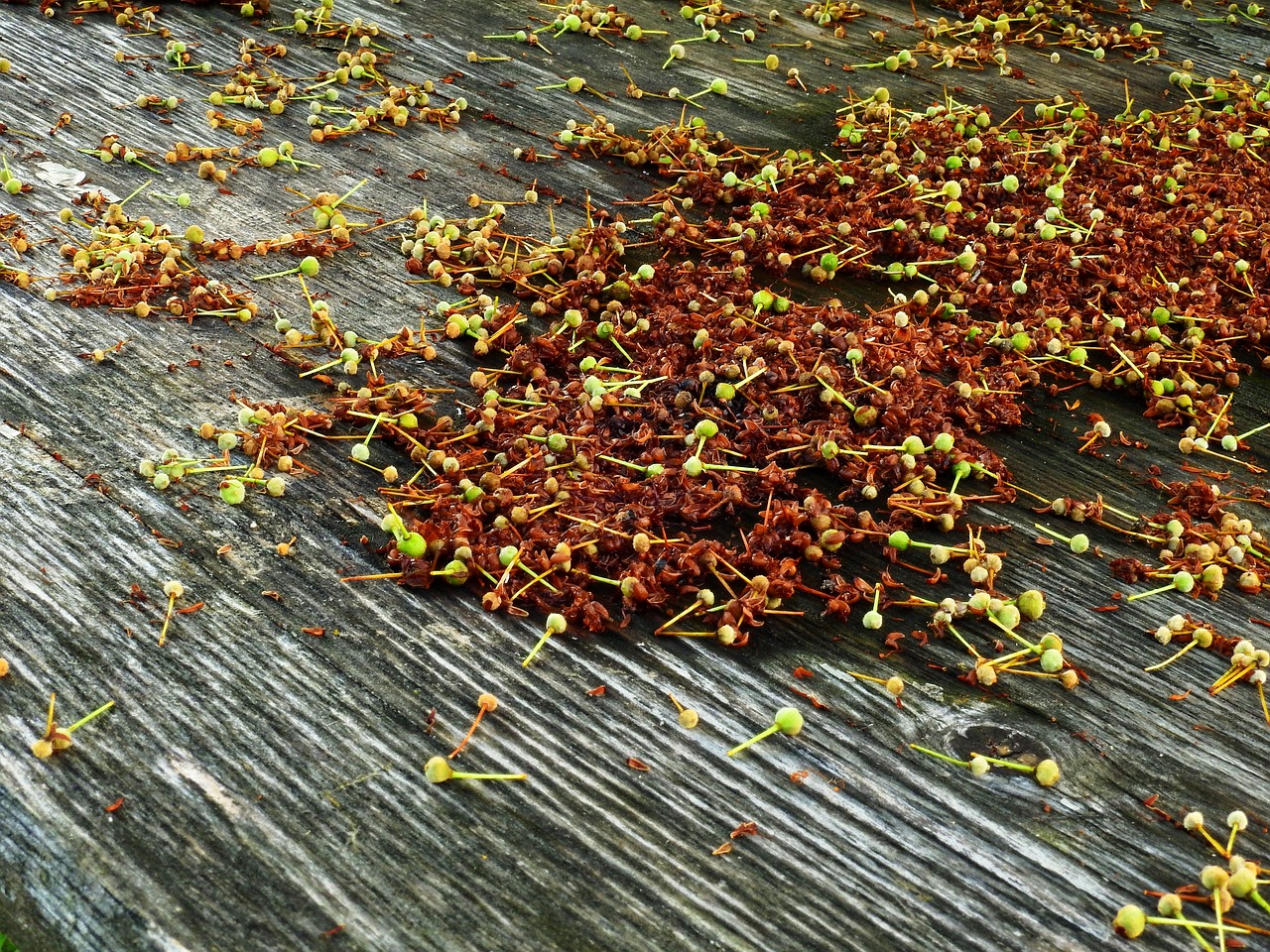 wood flowers nature free photo