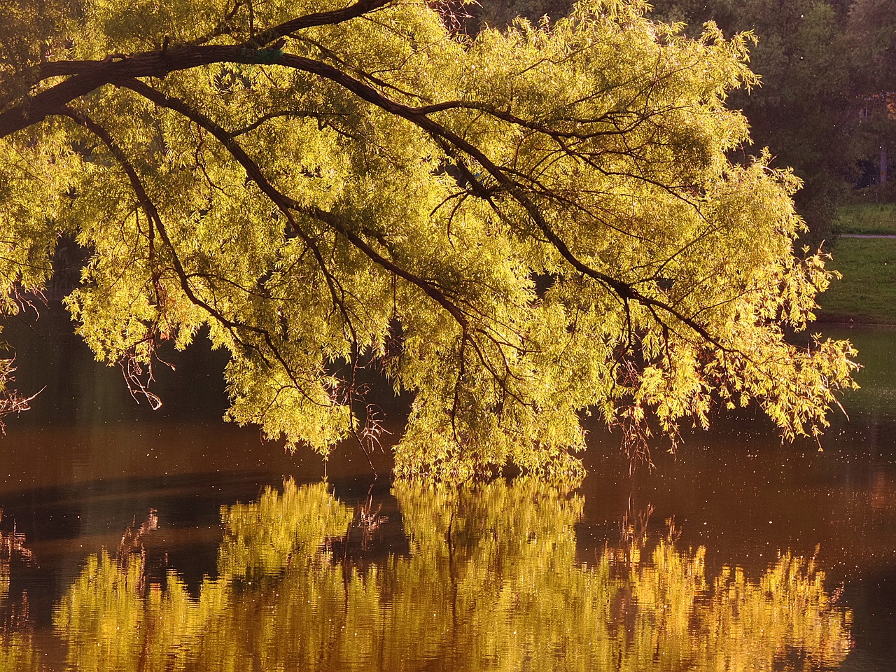 wood nature reflection free photo