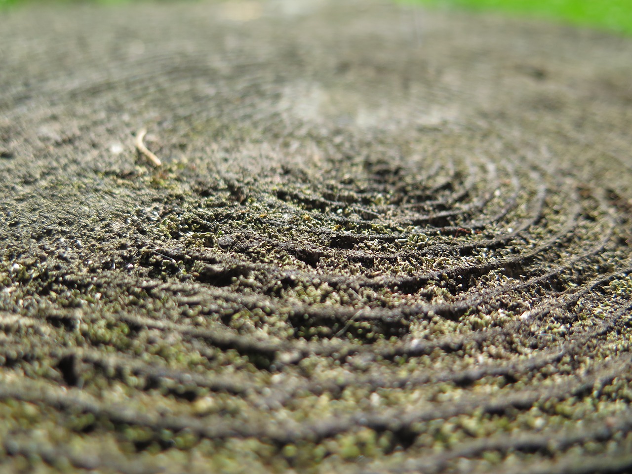 wood rings tree free photo