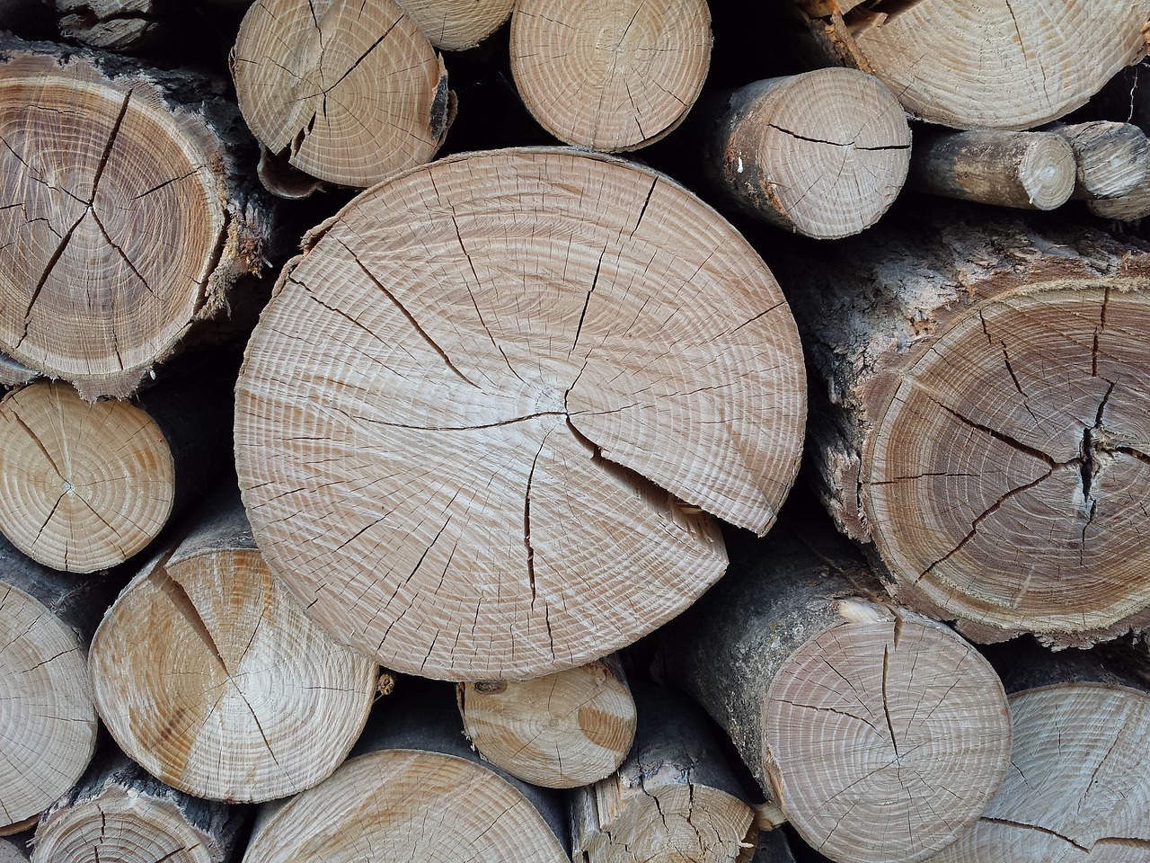 wood trees woodcutter free photo
