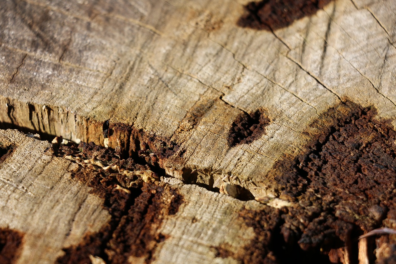 wood stump bark free photo