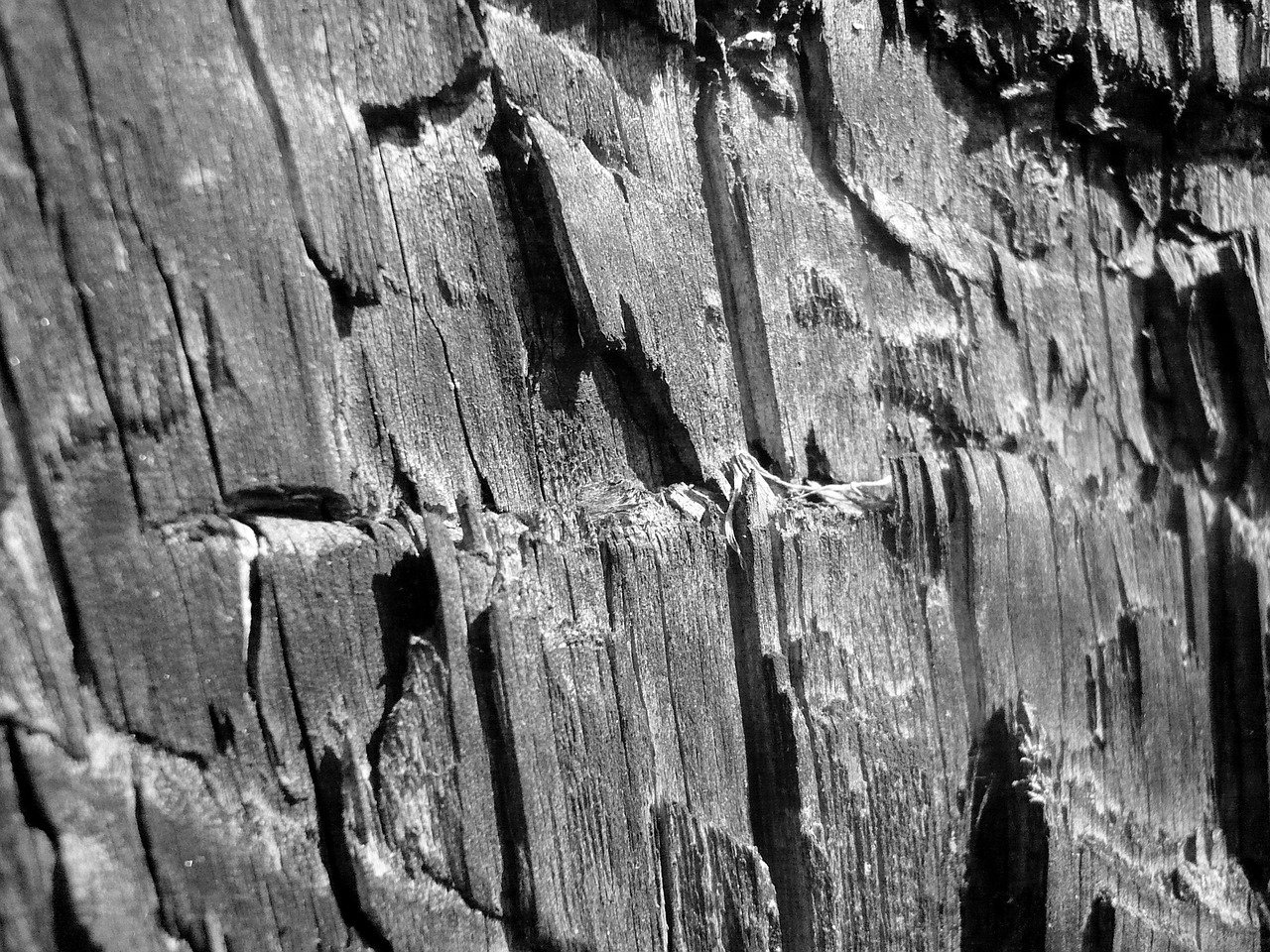wood trunk tree free photo