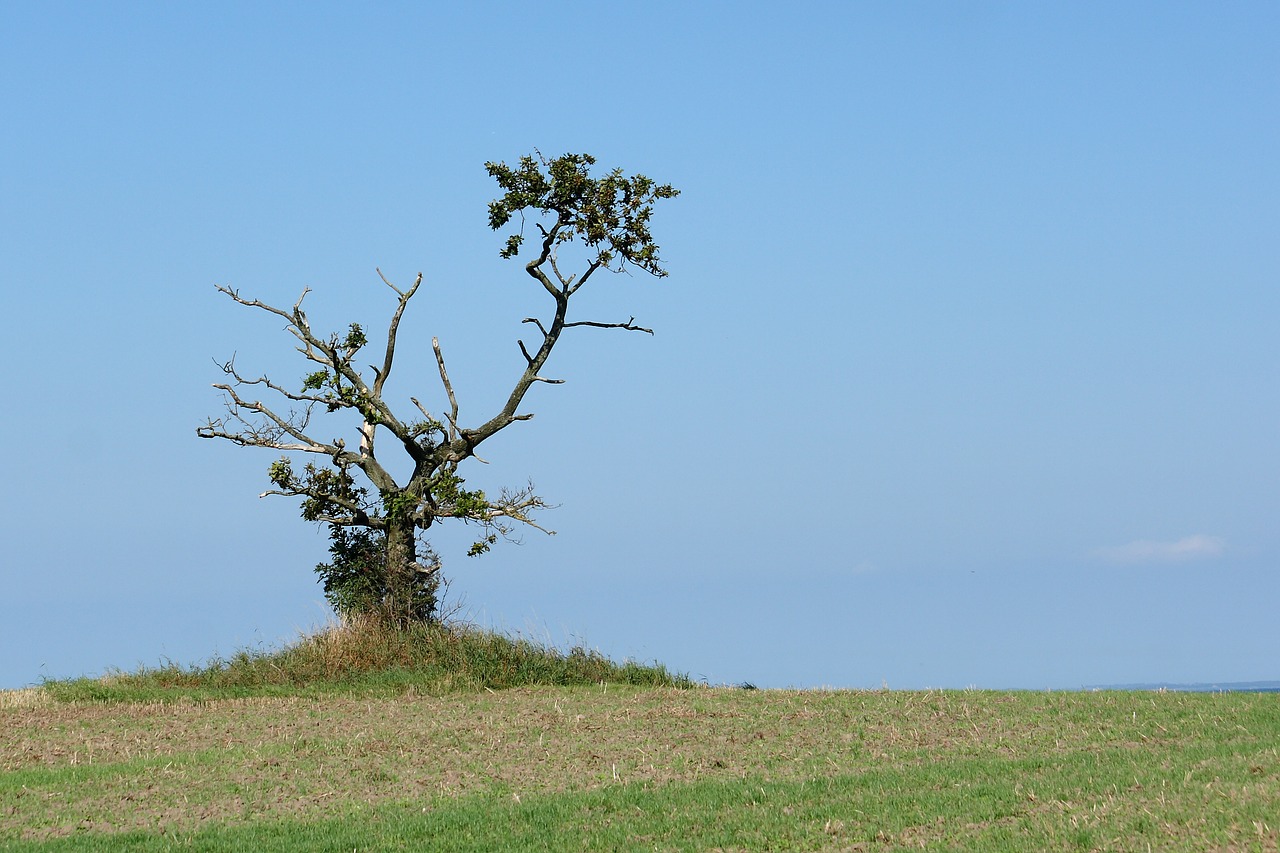 wood natural landscape free photo